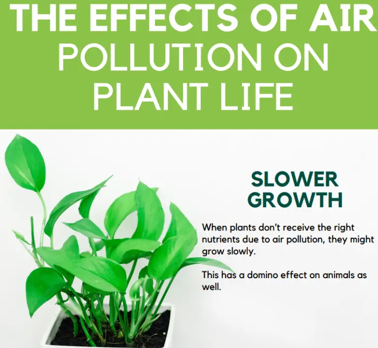 We List Down the Effect of Air Pollution on Plant Life