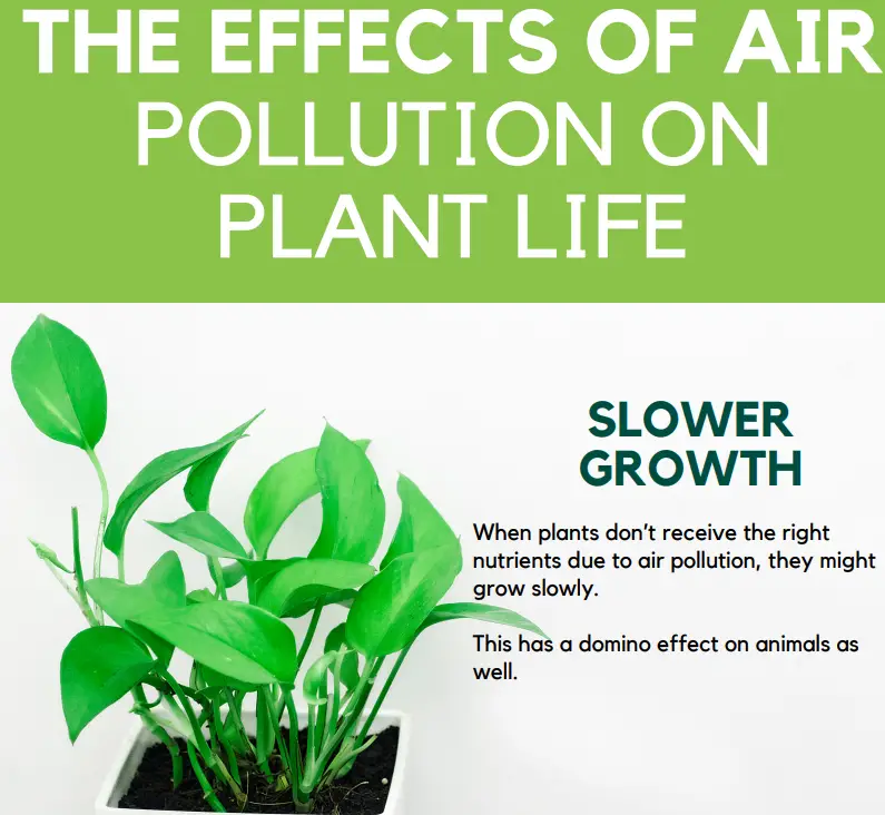 We List Down The Effect Of Air Pollution On Plant Life